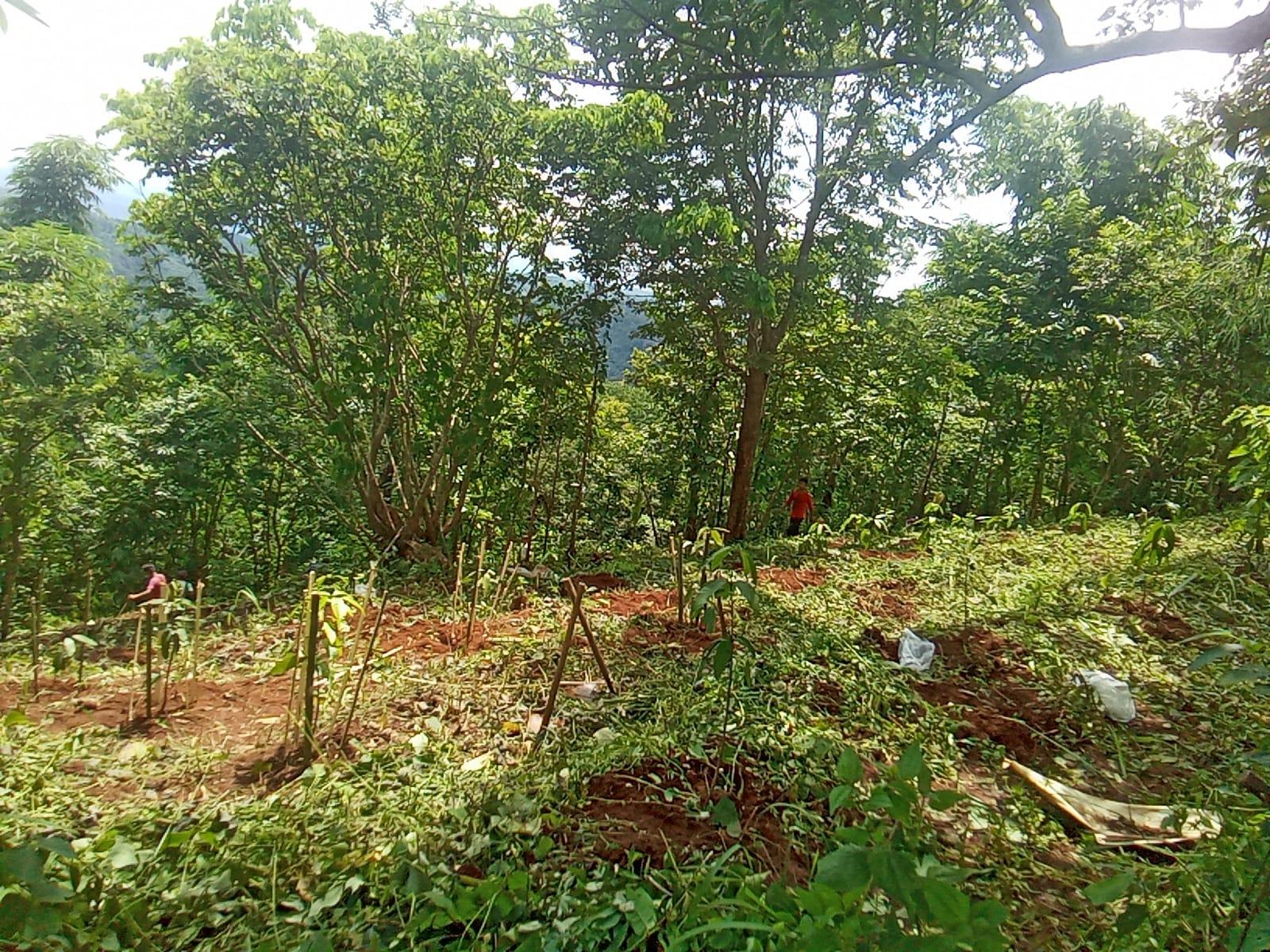I:\Medical Leave Gordon\VILLAGE REPORT PICTURES\JIRANG BLOCK\SOHKYRBAM DOMPHLANG\14.Agro Forestry\WhatsApp Image 2023-03-10 at 16.34.32.jpeg
